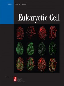 EukCell_2013_Cover
